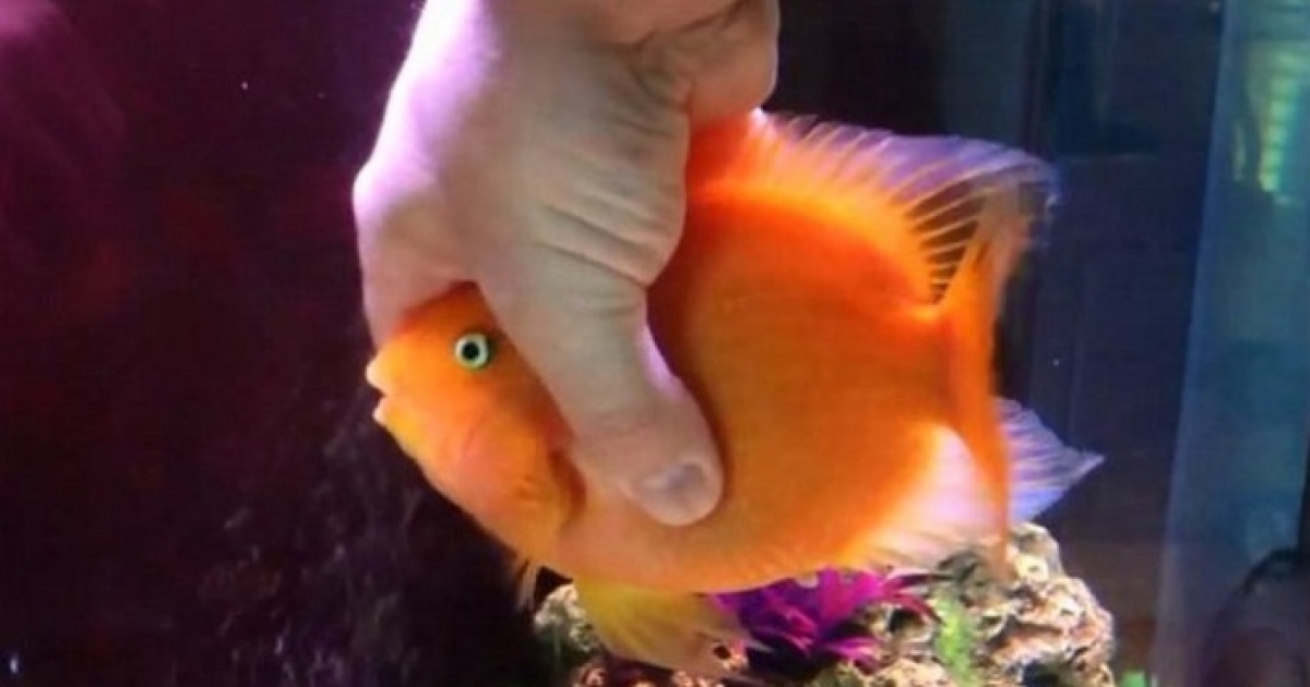 This fish can't wait to see his owner every night and you'll never guess why