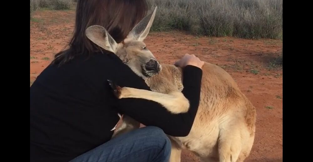A Kangaroo who got extracted shows her gratitude every day, and it is the cutest thing in the world!