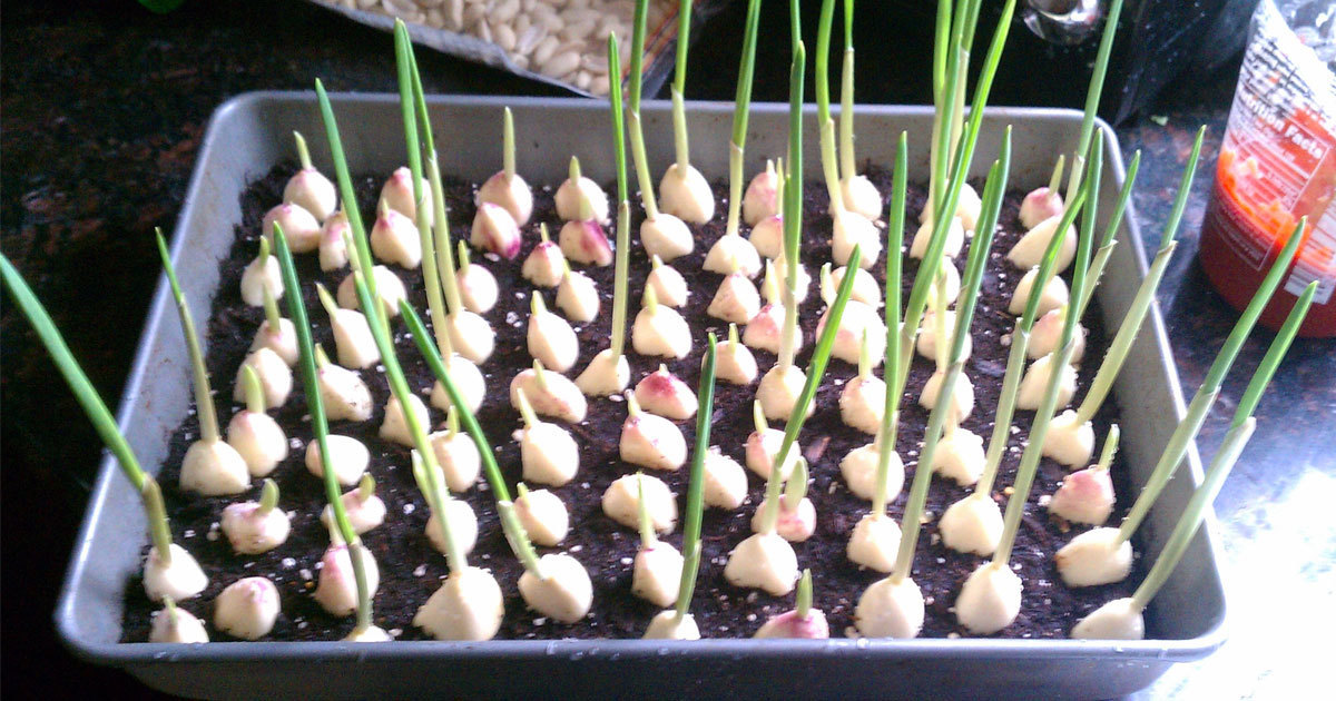 Stop buying garlic - with this trick you can grow unlimited supply of garlic in your kitchen