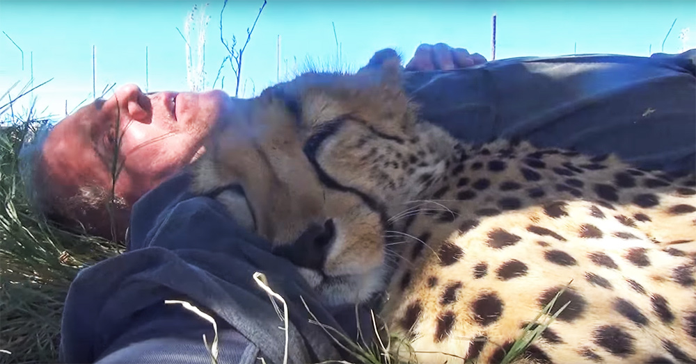 He took a nap on the lawn when a cheetah appeared and made the weirdest thing...