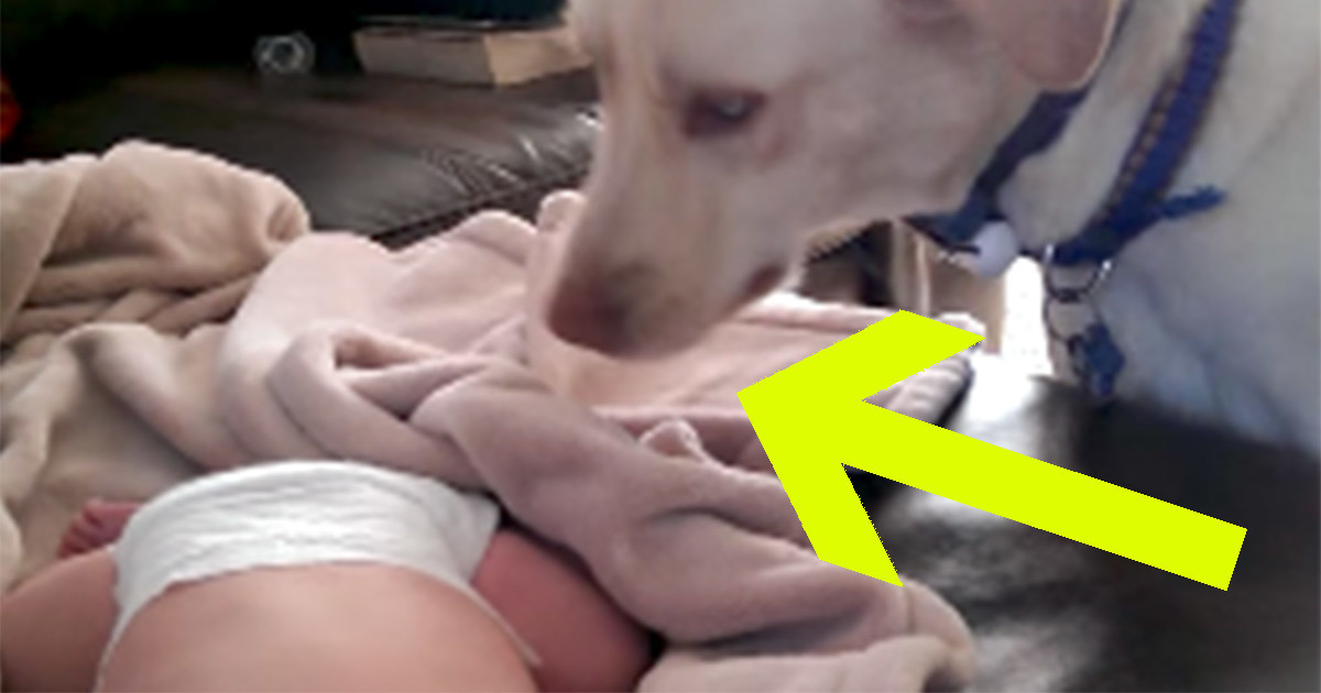 The dog sneaked up while the baby was asleep - and what the camera recorded is spreading on the internet like wildfire