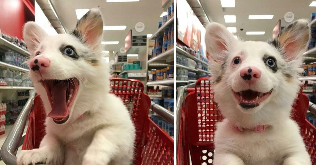 Mom took a 4-month-old puppy to shopping at the supermarket, her reaction melted people all around the world