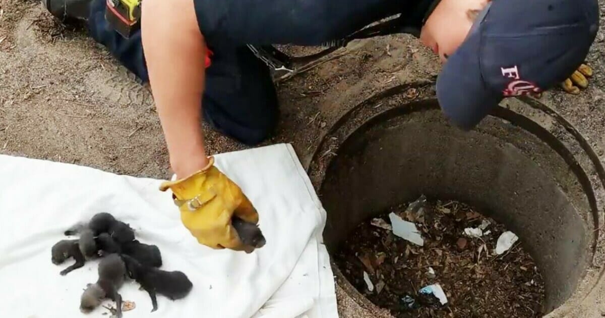 A fireman rescued 8 labrador puppies from a drainage pit, and suddenly realized they were not dogs at all