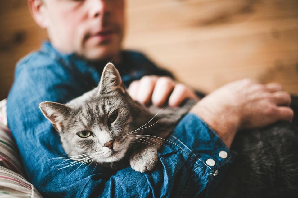 New study states: a cat reduces the risk of a heart attack or stroke by 40% 