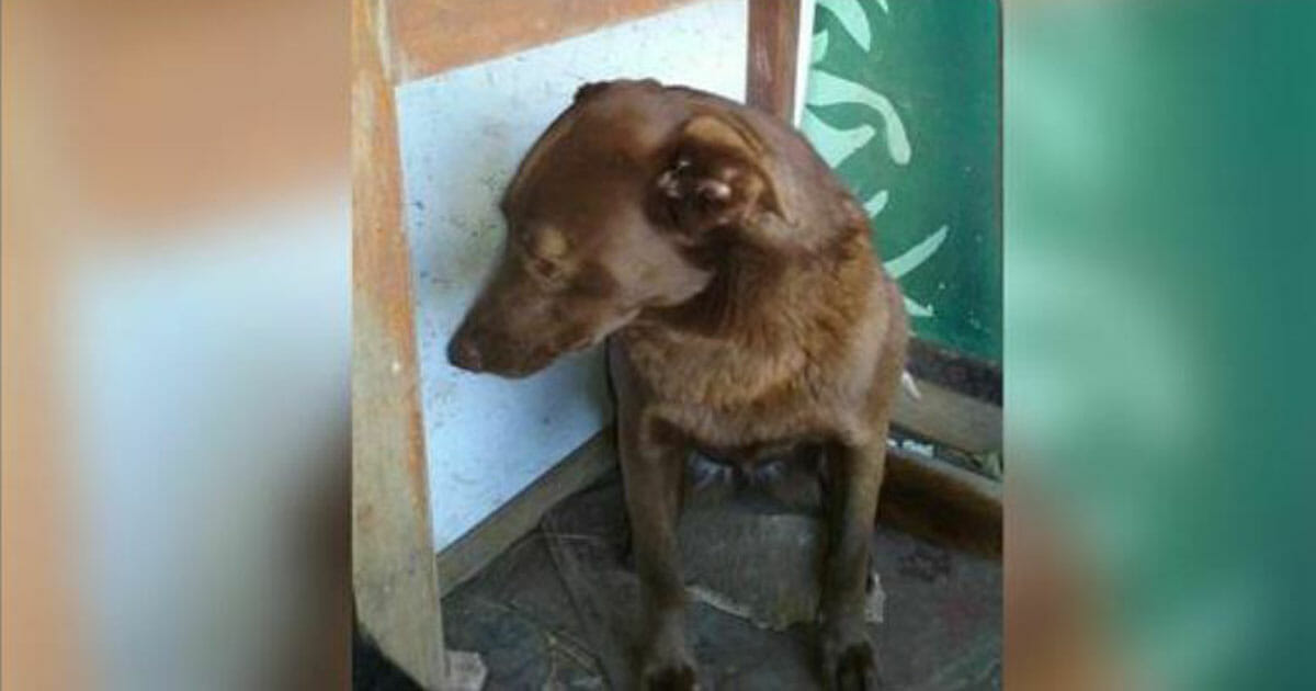 Depressed dog was sitting alone in a dog shelter for 2 years: then she suddenly smelled something familiar