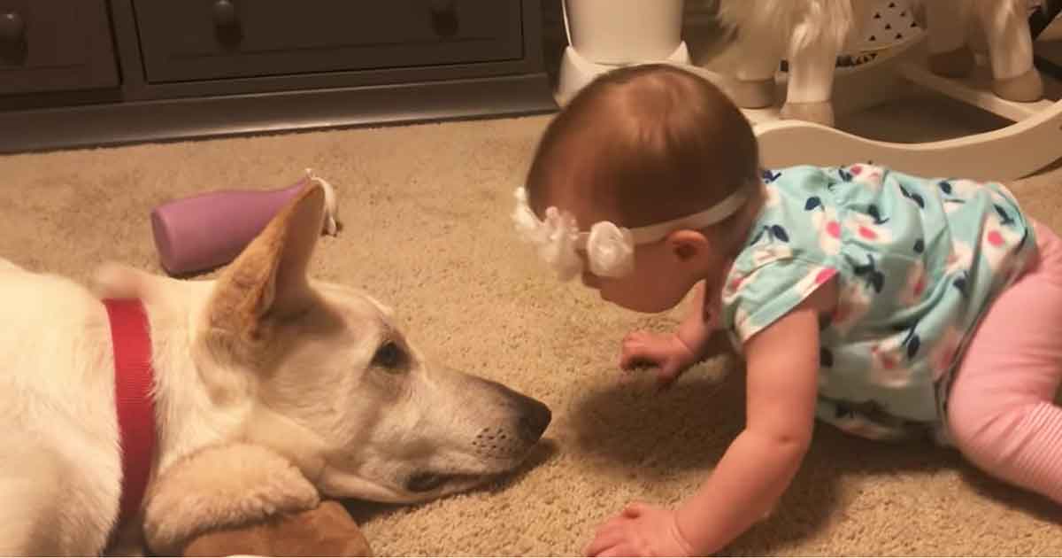 A baby didn't stop kissing the dog's nose - no one expected the dog to react like this
