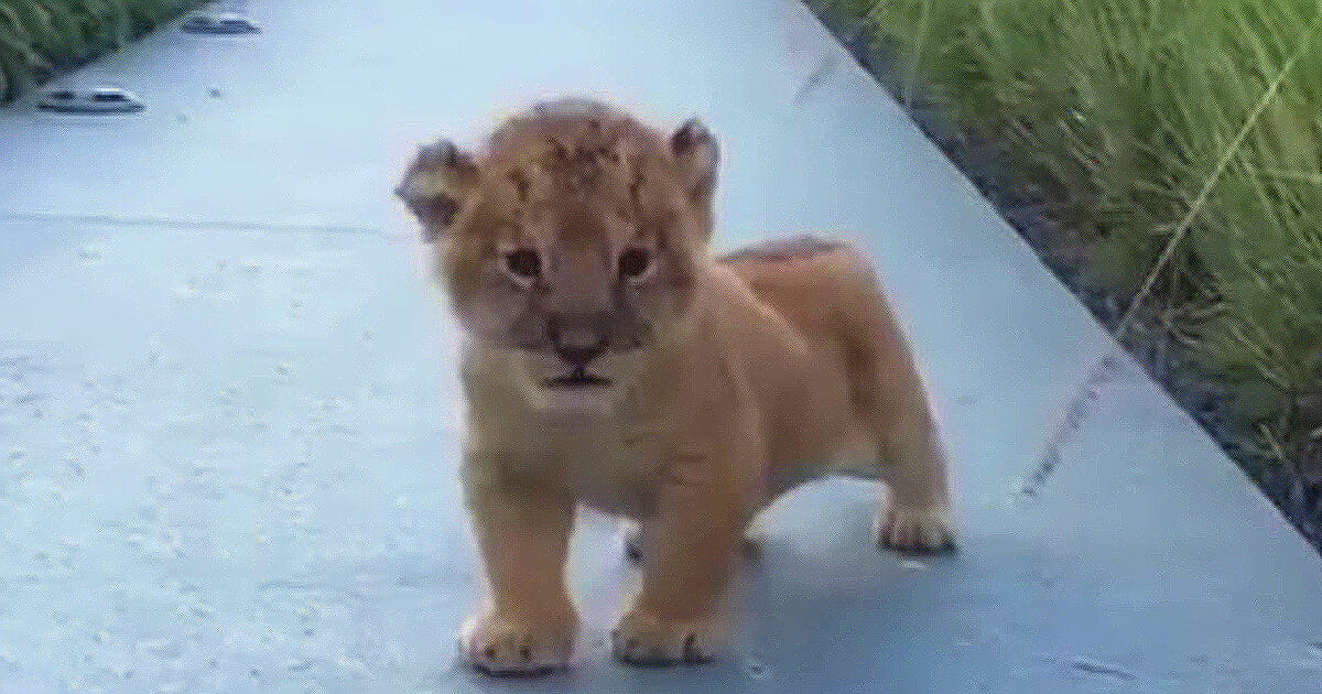 Little lion cub came out of the bushes; Now try not to smile when you hear the sound he makes