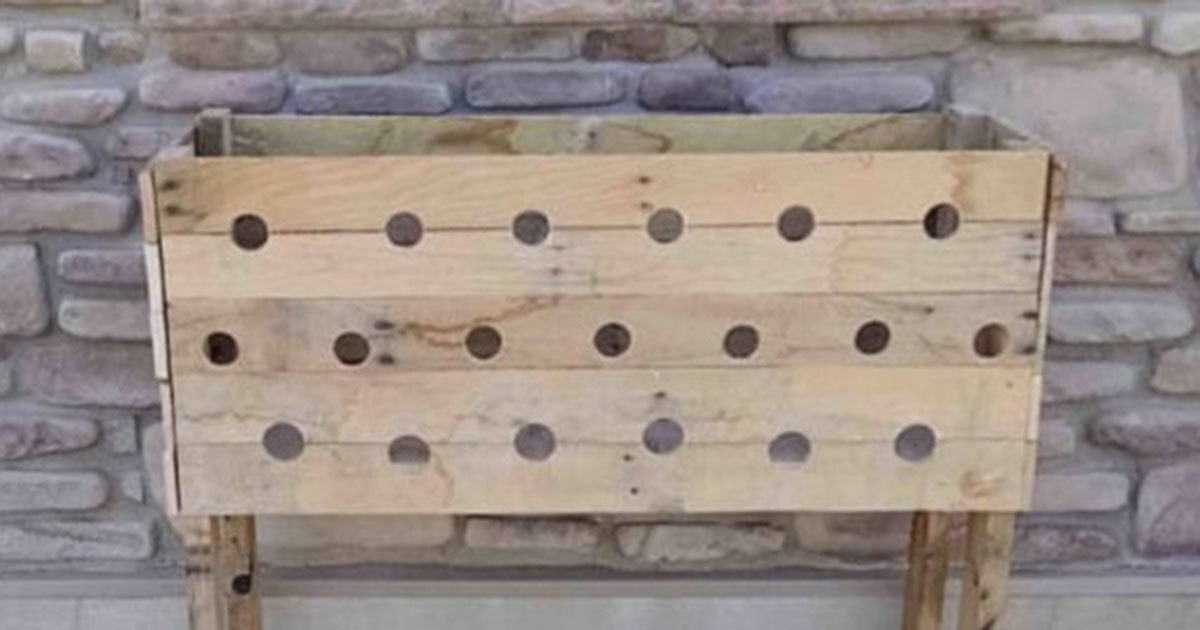 She drilled 19 holes in a wooden crate - now look at the result 5 months later