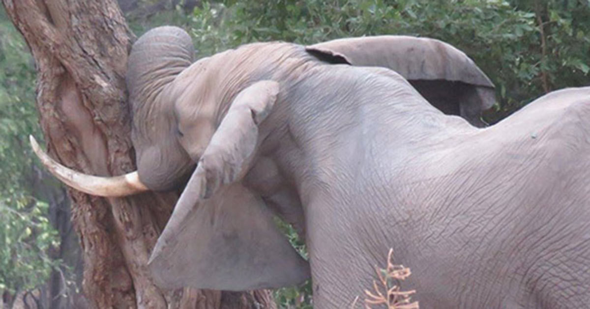 An elephant knocked his head in a tree from pain - when the rescuers understood why, they couldn't believe their eyes