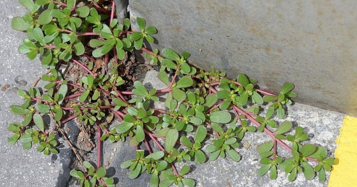 If you see this 'weed' growing in your garden - never take it out