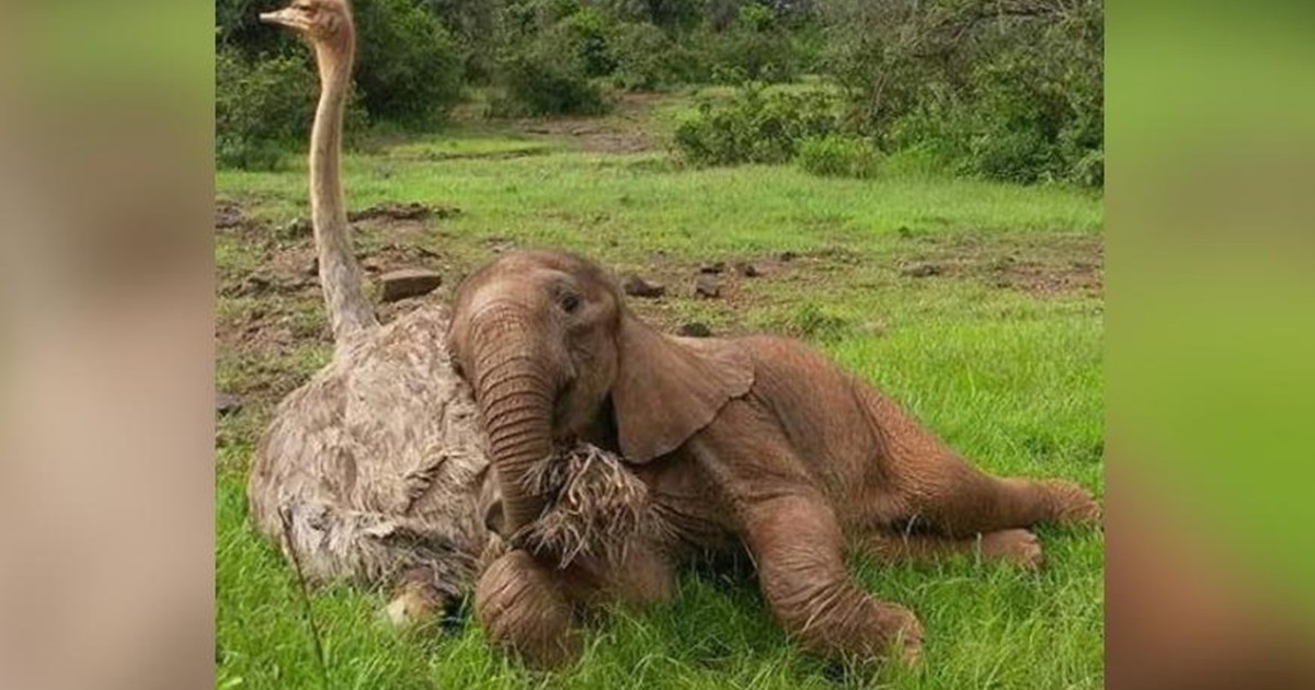 Orphan elephant cub and ostrich are best friends after having to overcome a particularly difficult past