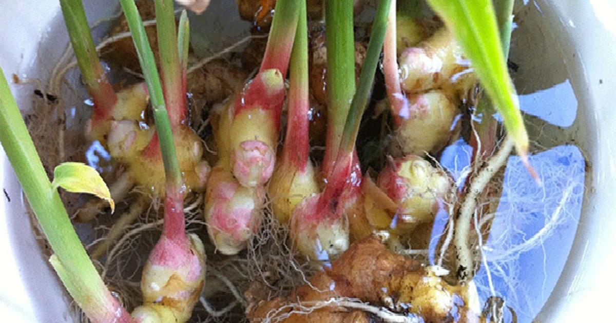 Stop buying ginger! This is how you will grow an endless supply of ginger inside your home