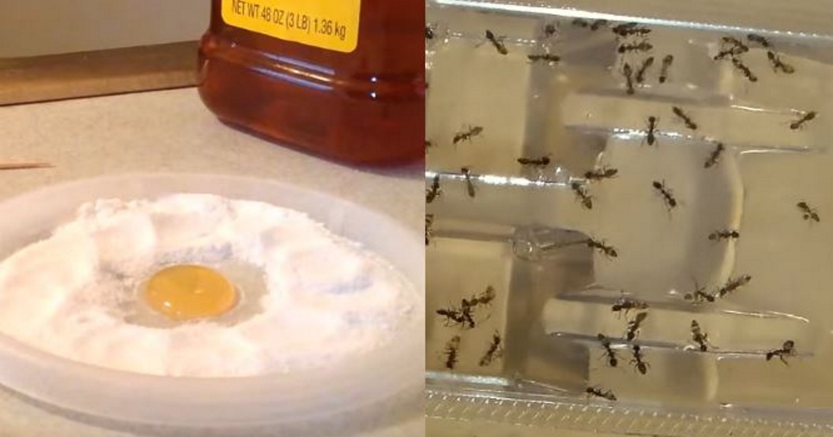 You'll never see another cockroach, ant or flea again - a cheap and simple solution with one natural ingredient!