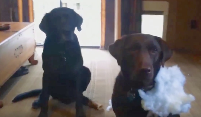 Dad asked the dogs which of them made the mess at home. Now look at how the dog informs about his sister