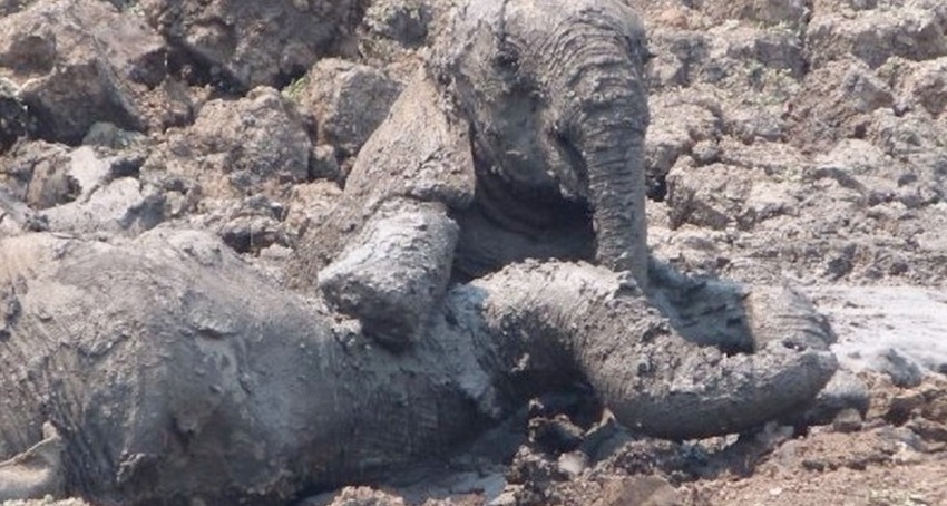 Elephant mother and her cub were dying in a swampy mud when suddenly a miracle happened