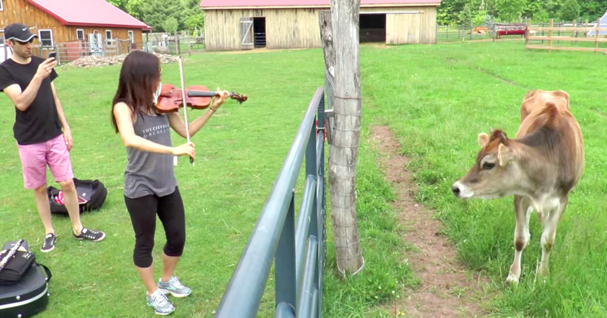 A rescued cow never heard music before, now look what she does as she hears violin for the first time in her life