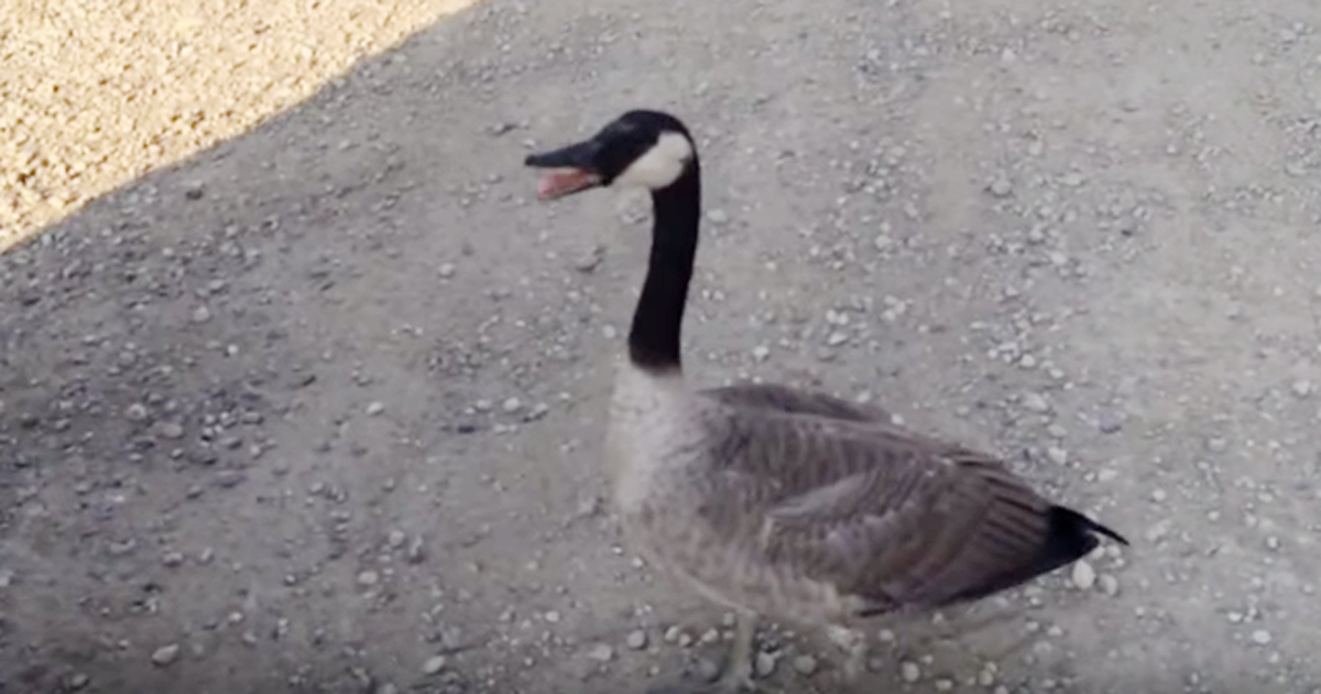 A goose approached him and tried to tell him something. When he realized what it was, something amazing and spectacular happened