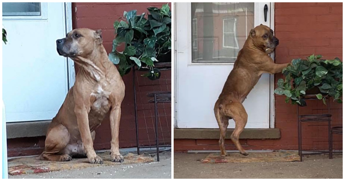An abandoned dog waited on the porch for weeks after his family moved out and left him behind