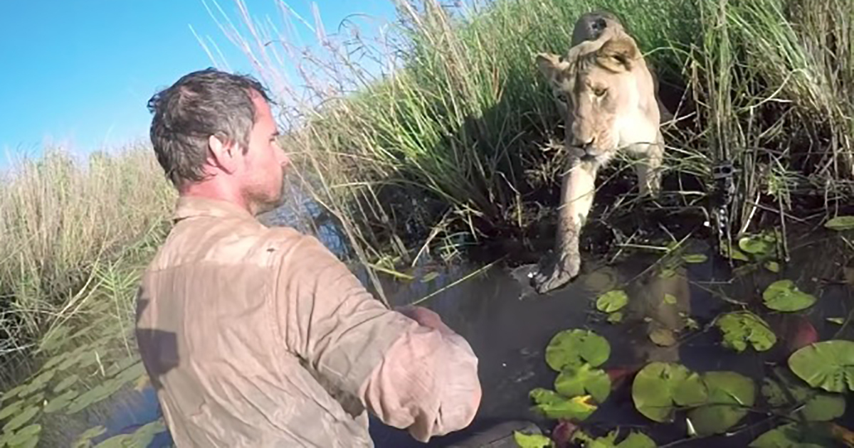 He saved a lioness' life - 7 years later he ignored everyone's warnings and approached her
