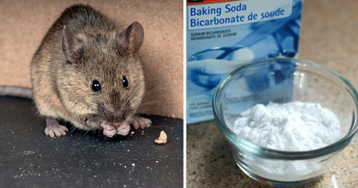 This is the best way to keep mice and rats away from your home