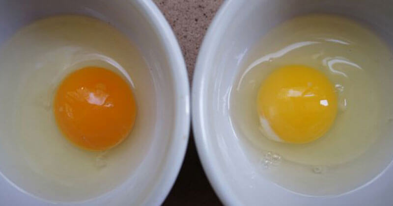 How to tell if your eggs came from a sick chicken?