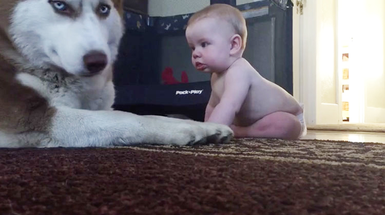 This husky dog was acting tough. But look what happens when the baby approaches him..