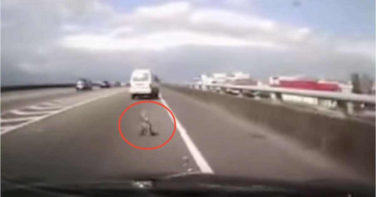 A dog was thrown from the window of a moving car - so the driver behind them did the right thing