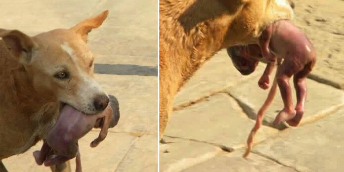 When you see what this starving dog did with this baby you will be shocked!