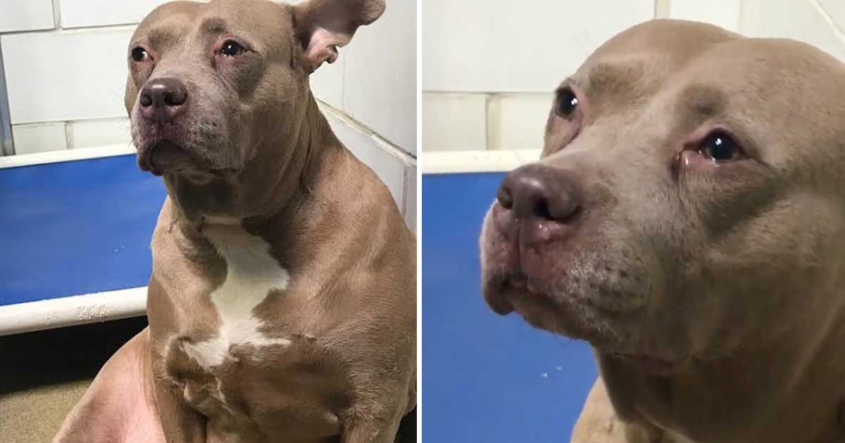 She saw a sad dog abandoned in the kennel - looked closely at her eyes and saw the unbelievable