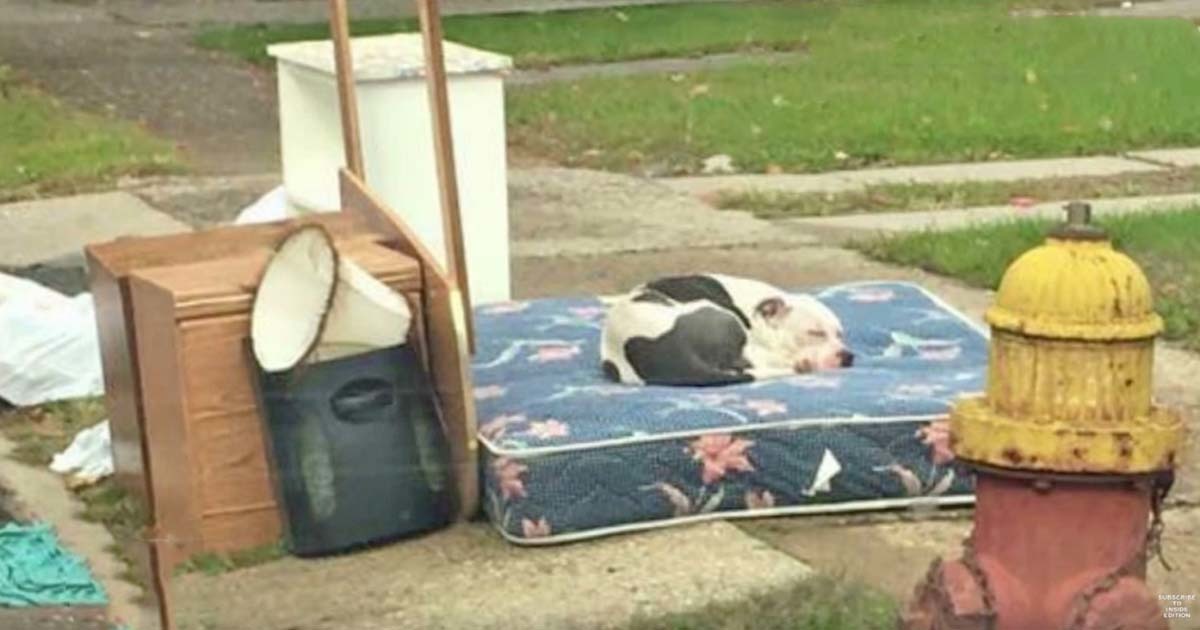 Family threw the dog away like trash when they left, but a fateful decision by the neighbor saved his life
