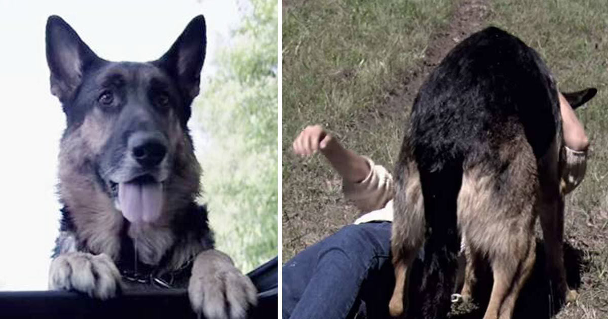 A stray dog saved the life of an unconscious woman after a horrific car accident