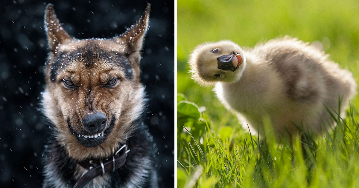 21 Amazing Photos of Dogs, Cats, Squirrels and Cows That Document the Soul of Animals