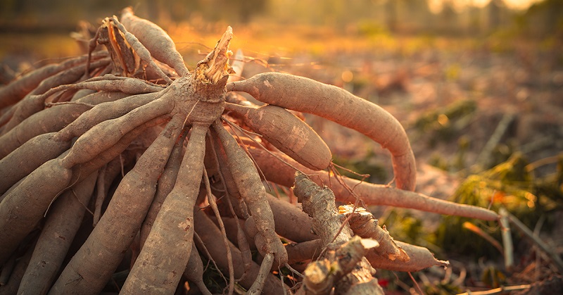 The 'deadliest food in the world' kills over 200 people a year - yet millions still eat it