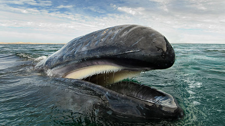 Photographer spent 25 years tracking dolphins and whales. These images are just crazy!