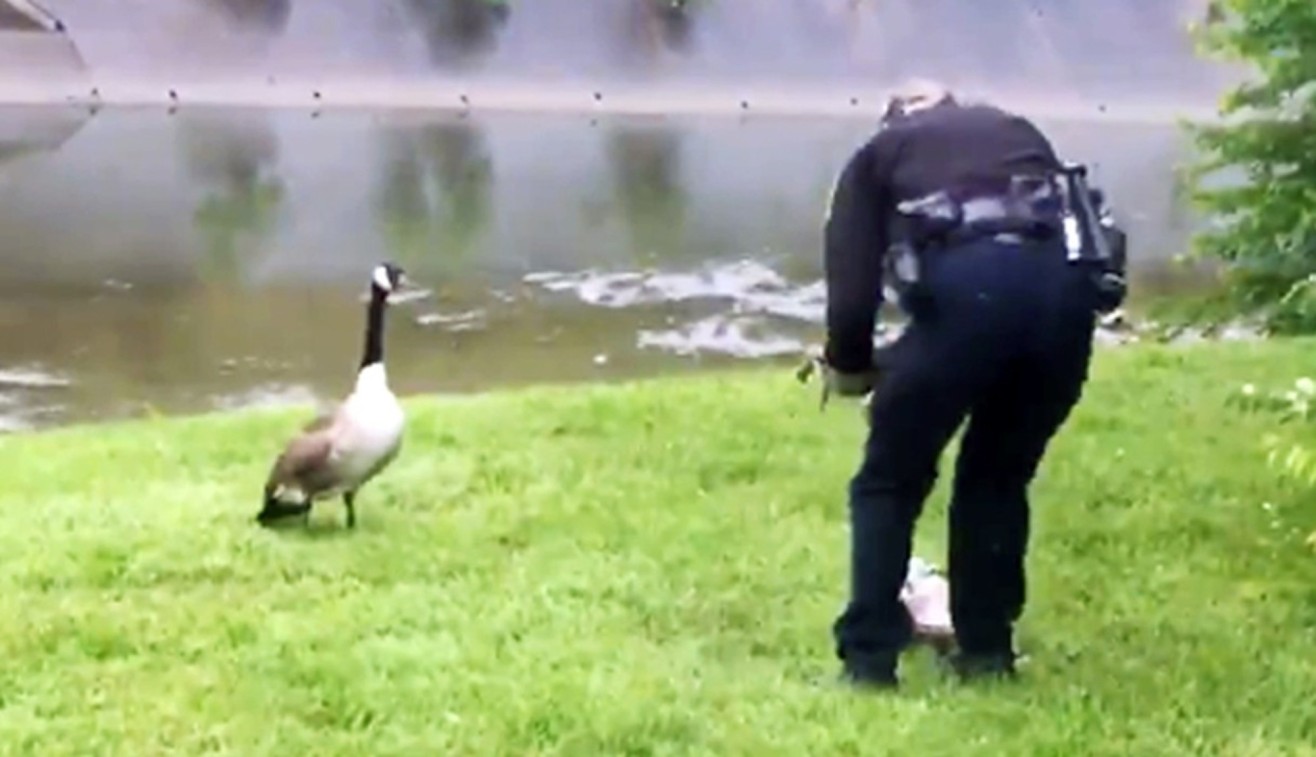 A goose started piercing the police car. when the policeman came out and followed her, he was amazed!