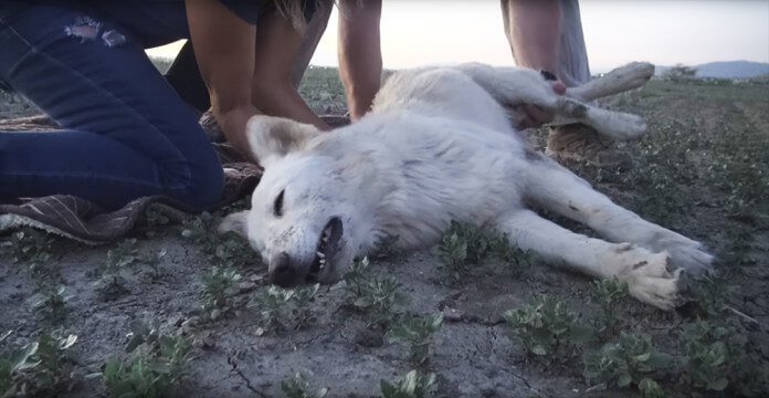They saw a sad dog that was abandoned in the desert, but when they approached her.. I couldn't stop the tears