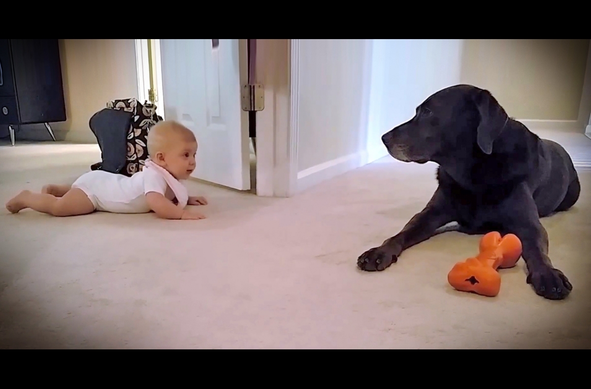 The dog saw his little sister crawling for the first time, and his reaction will melt your heart