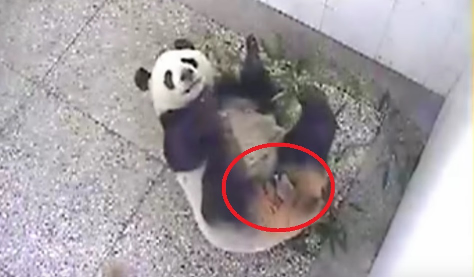 For three days this Panda tried to escape. The camera document the magic moment with the newborn