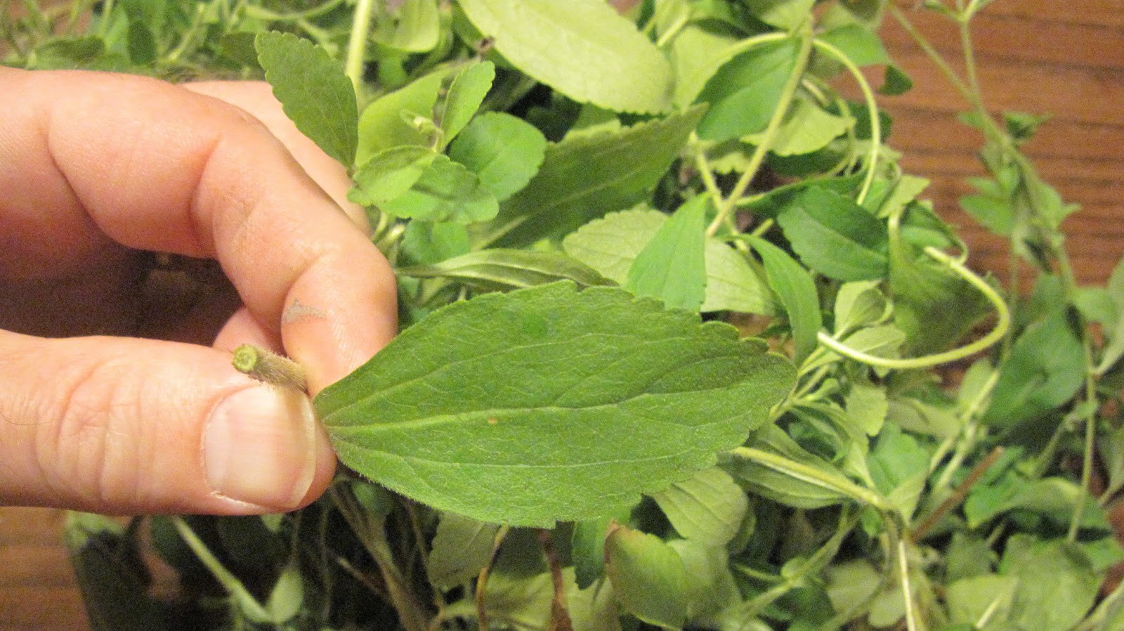 Want to quit smoking? This plant completely eliminates your need for nicotine