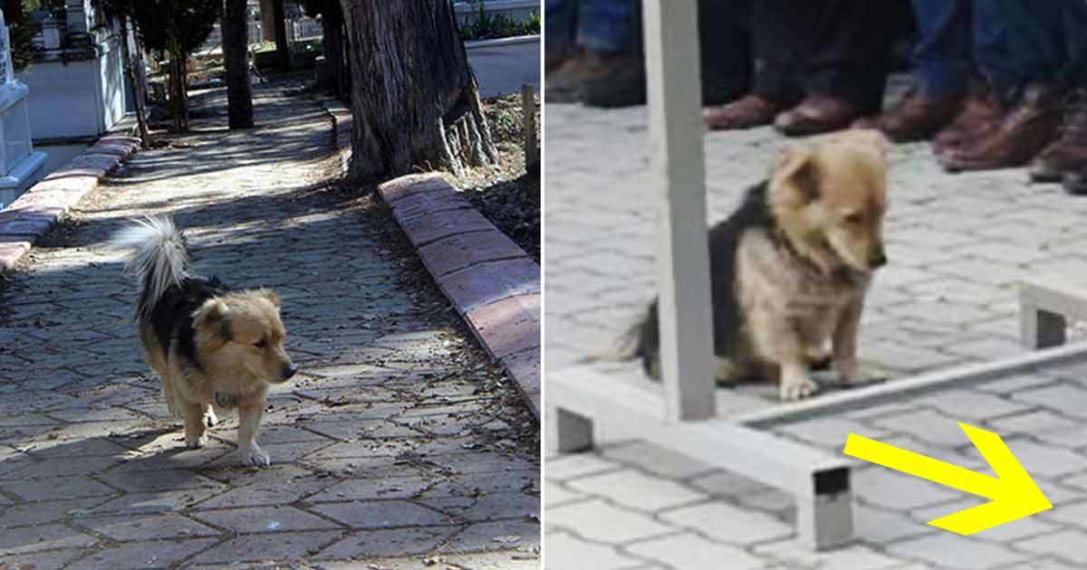 He didn't understand where his dog was going every day - so he followed him and discovered the heartbreaking truth