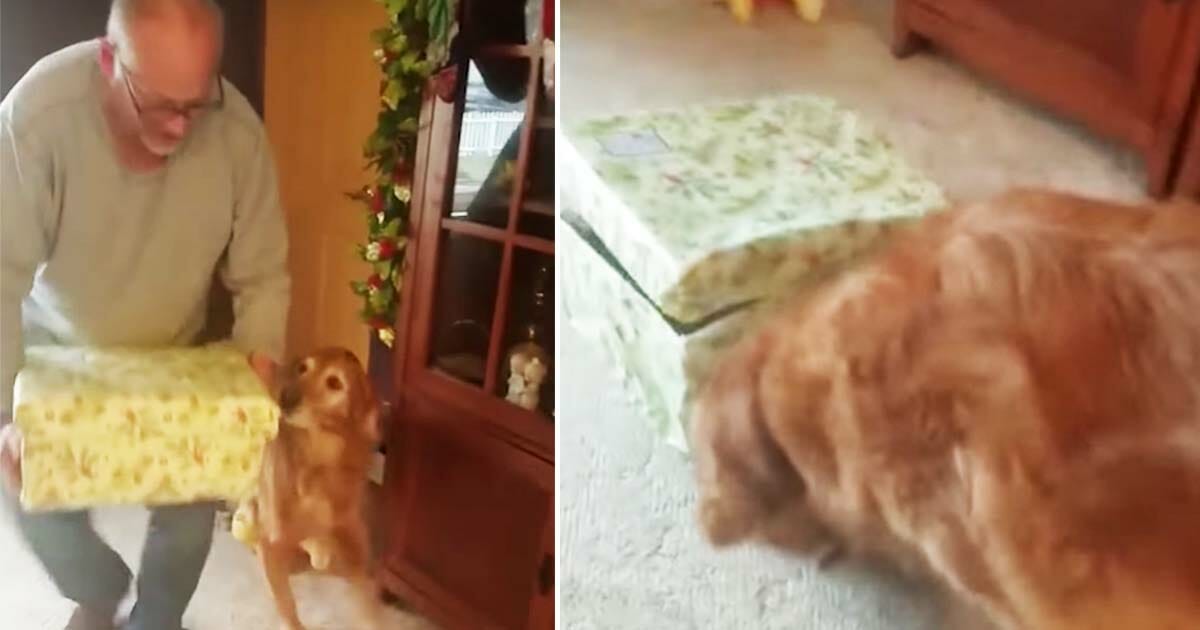 An old dog got a christmas present - look at his reaction when he sees what moves inside