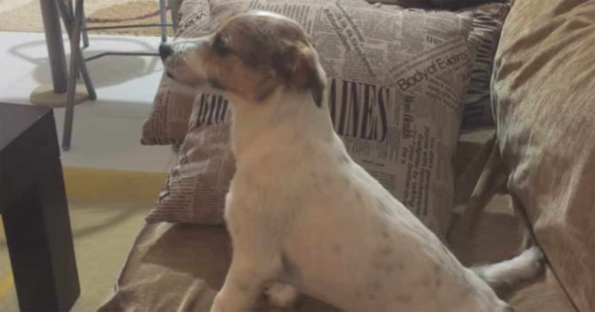 A dog watched a horror movie with his owner - now look at his reaction when things got too scary