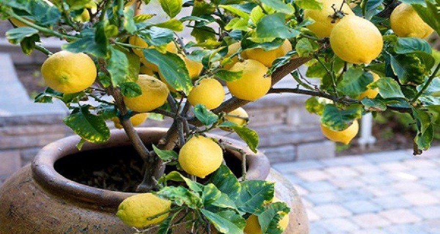 Stop buying lemons: this is how you'll grow a lemon tree at home from only one seed!