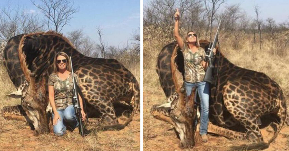 An American hunteress was photographed with a rare black giraffe she had just shot and killed