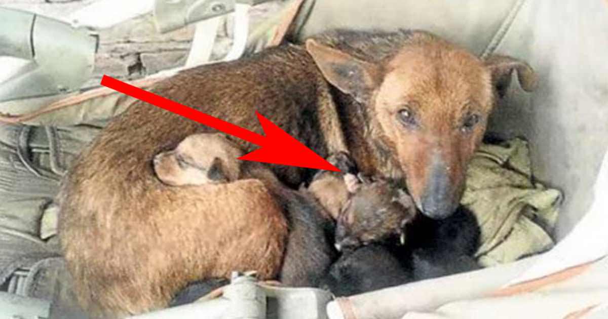 A woman found a street dog with six puppies - she looked closely and saw a small hand peeking with them