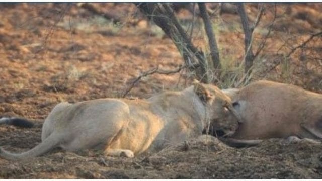 Lioness discovered that the antelope she ate was pregnant - her next move stunned the whole world