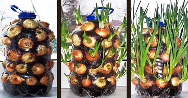 Stop buying onions! This is how you'll have an endless supply of onions on the windowsill in your home
