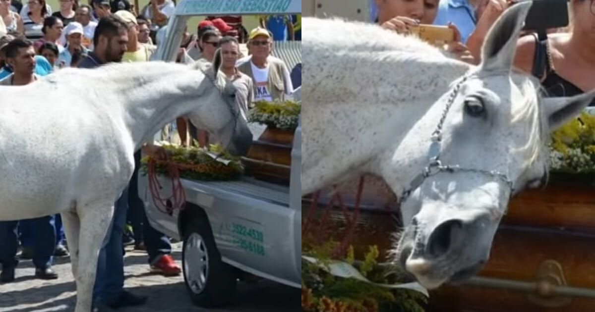 The heart breaks as a horse smelled his owner's coffin, couldn't stop crying and broke into pieces
