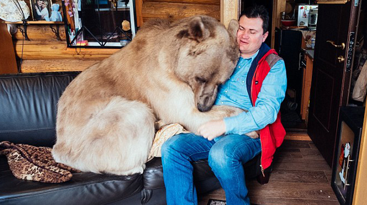 An orphan bear cub was rescued by a russian couple, but they didn't expect a 150-pound bear to become part of their family