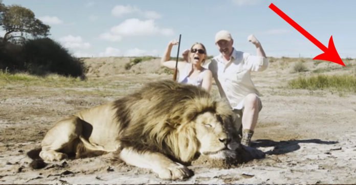 2 hunters photographed with a dead lion, but then they got a taste of a revenge they never expected